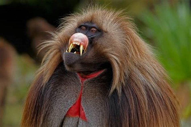 02 Days Addis Ababa & Debre Libanos Monastery, Baboons & Portuguese bridge - Monuments That Explain Addis Ababa