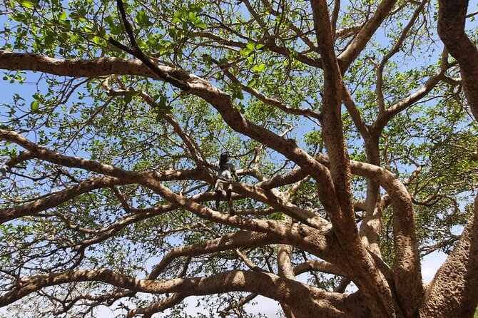 12- Day Historical Route of Ethiopia - Lake Tana combines monasteries and Tisissat Falls