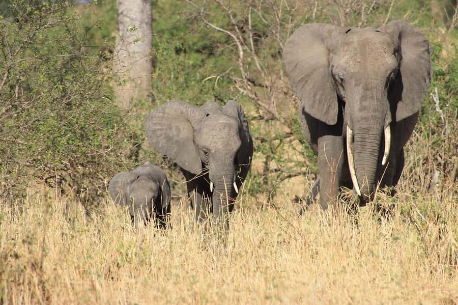 1Night/2 Days Omo Valley Tribal Tours: From Jinka - Flying from Addis Ababa to Jinka