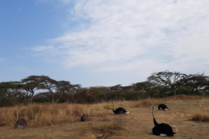 2 Days Ethiopian Rift Valley Lakes Tour from Addis Ababa - What this two-day route is really like