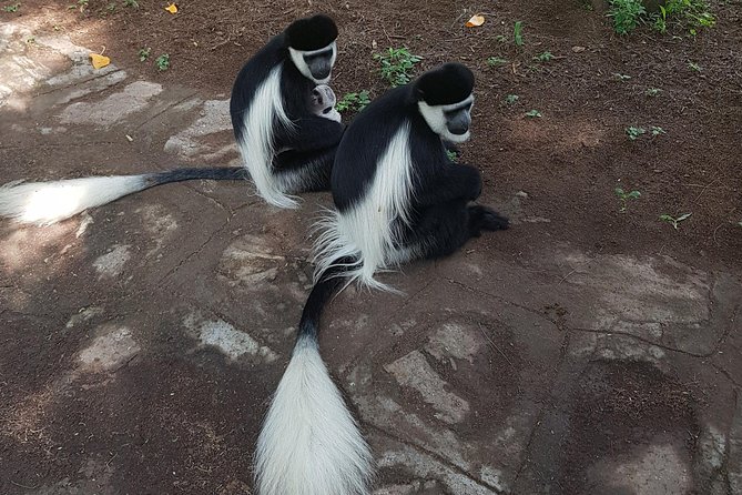 2 Days Ethiopian Rift Valley Lakes Tour from Addis Ababa - Lake Ziway: birds, hippos, and open water
