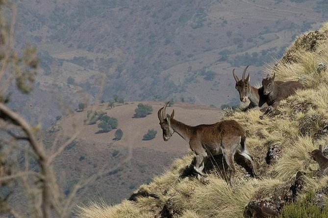 2 Days Simien Mountains Trekking - Why the Simien Mountains are worth two days