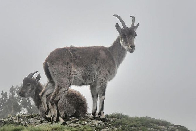 2 Days Simien Mountains Trekking - What the $295 price covers