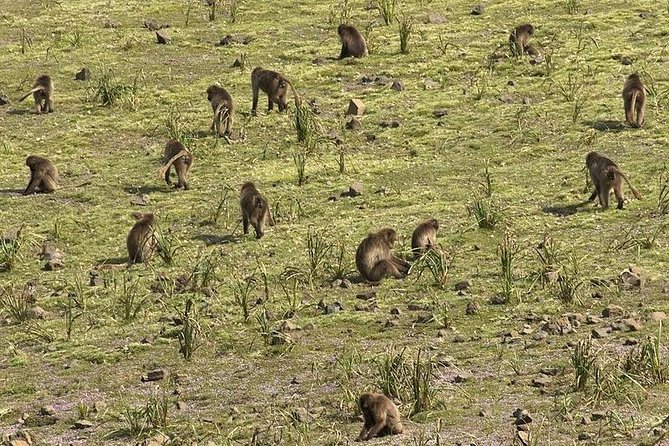 2 Days Simien Mountains Trekking - Guide, scout, and group size