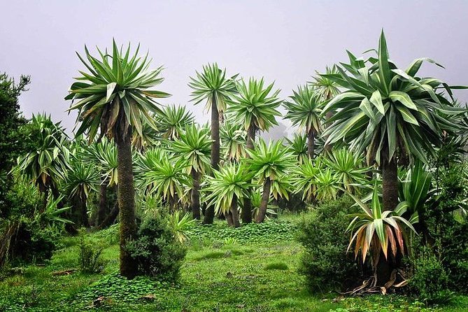 2 Days Simien Mountains Trekking - Who should book this experience