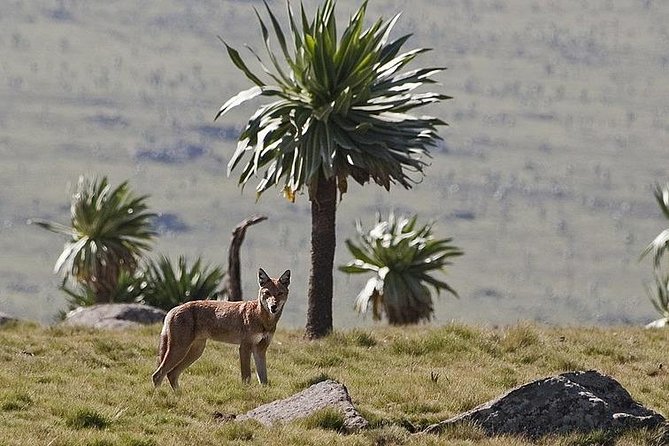 2 Days Simien Mountains Trekking - Day one: an easy escarpment walk and gelada country