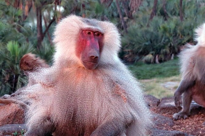 2 Days Wildlife Safari to Awash National Park - Key Points to Know Before You Go