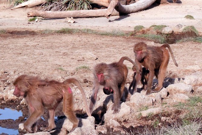 2 Days Wildlife Safari to Awash National Park - Why Awash Makes a Good Two-Day Escape From Addis Ababa