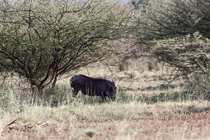2 Days Wildlife Safari to Awash National Park - Lunch and Rest Before the First Game Drive