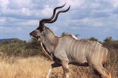 2 Days Wildlife Safari to Awash National Park