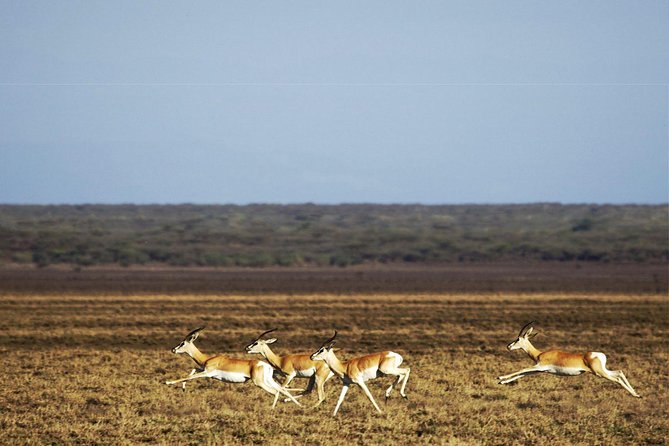 2 Days Wildlife Safari to Awash National Park - Awash River Falls on the First Afternoon