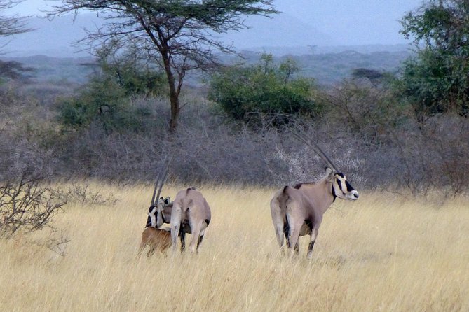 2 Days Wildlife Safari to Awash National Park - Genet Hotel and the Value of an Overnight Stay