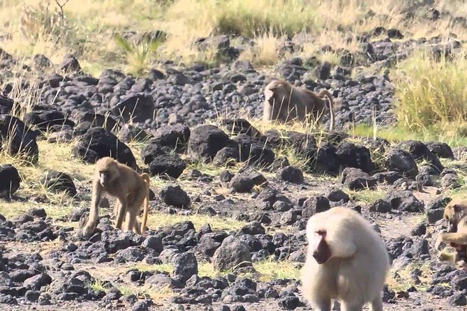 2 Days Wildlife Safari to Awash National Park - The Early Morning Drive on Day Two
