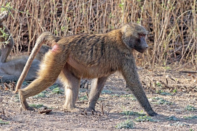 2 Days Wildlife Safari to Awash National Park - Sodere Hot Springs and River Wildlife