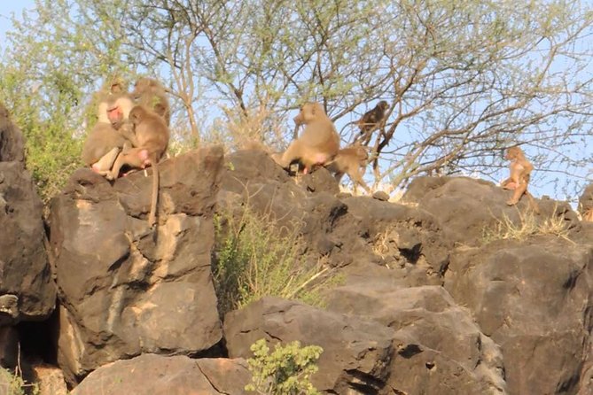 2 Days Wildlife Safari to Awash National Park - What the $358.98 Price Really Covers