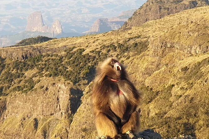 2 Nights 3 Days Trek to Semien Mountain - Key points at a glance