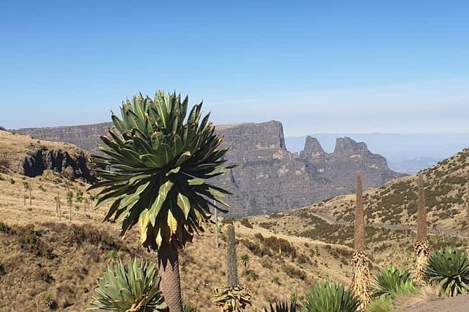 2 Nights 3 Days Trek to Semien Mountain - Day three: Imet Gogo, birds, and the return to Gondar