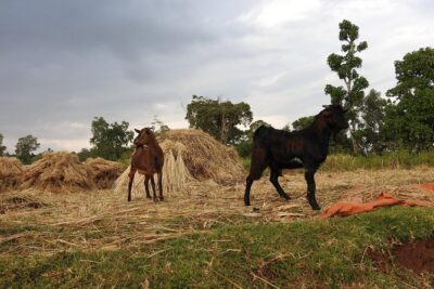3 days, Arba Minch and Dorze