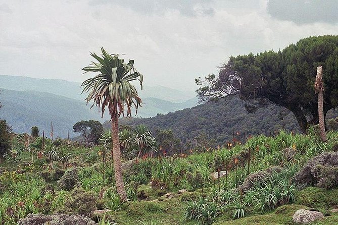 3 Days Bale Mountains Trekking - Bale Mountains Trekking at a Glance