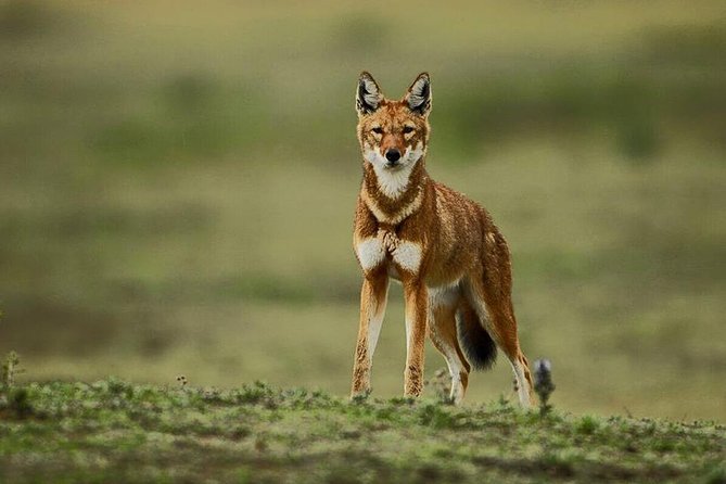 3 Days Bale Mountains Trekking - Why Bale Mountains Is Worth Three Days