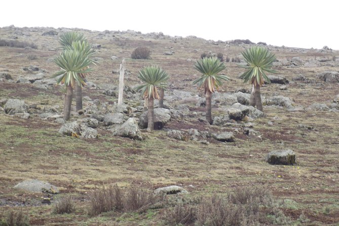 3 Days Bale Mountains Trekking - Group Size, Guiding, and the Main Risk