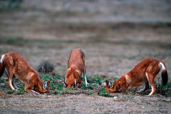 3 Days Bale Mountains Trekking - Fitness, Altitude, and What to Bring