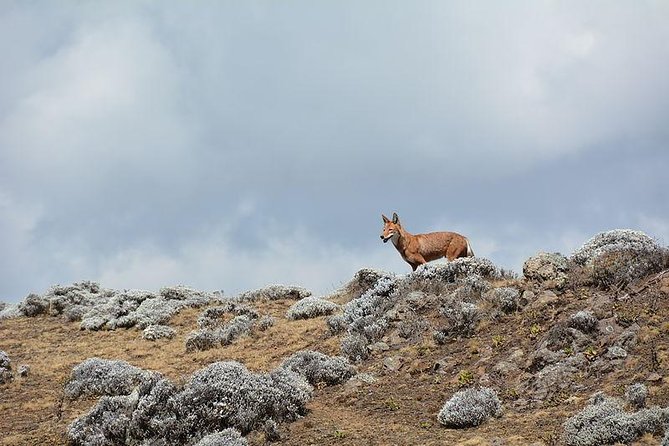 3 Days Bale Mountains Trekking - Transport and Timing From Addis Ababa