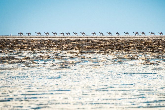 3 Days Danakil Depression Tour - Day three: salt blocks, camels, and Dallol
