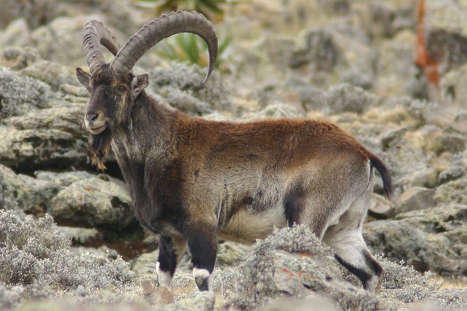 3 Days Simien Mountains Trekking - Wildlife is a bonus, not the whole plan