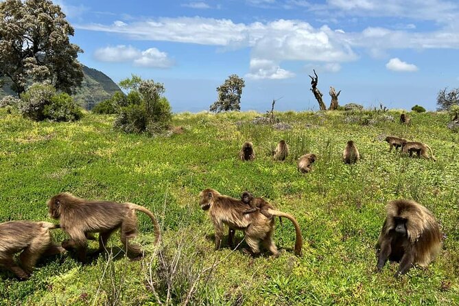 4 Day Trekking Simien Mountains - Key points at a glance