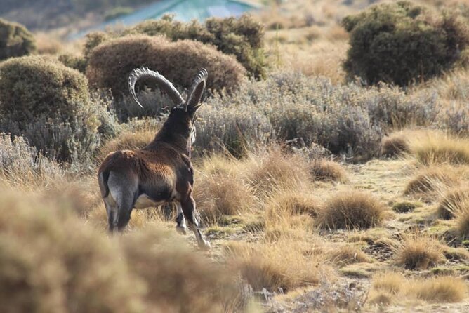 4 Day Trekking Simien Mountains - Day one: Debark, Sankaber, and a gentle start