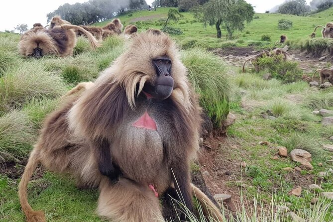 4 Day Trekking Simien Mountains - The people who make the trek work