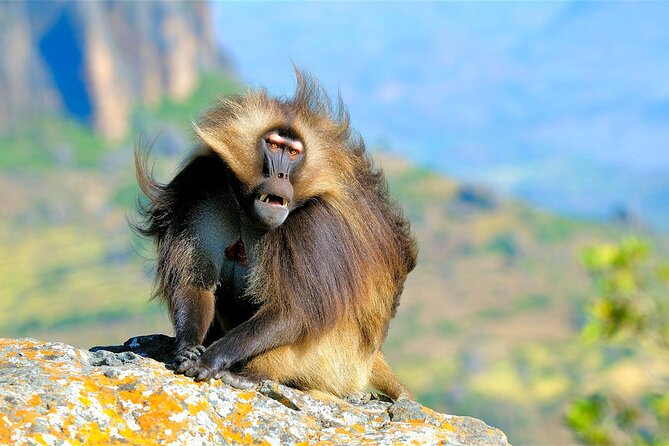 4 Days Tour to North Part of Ethiopia - The Simien Mountains and gelada baboons
