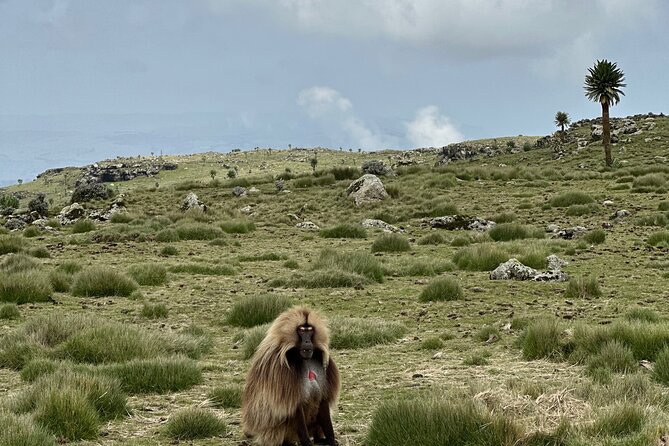 5-Day Northern Ethiopia Tour : 3D Simien Mountains Trek & Axum. - Why this five-day route works