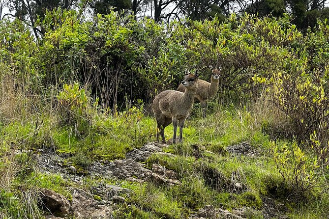 5-Day Northern Ethiopia Tour : 3D Simien Mountains Trek & Axum. - Imet Gogo and the long finish to Gondar