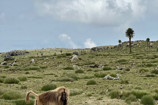 5-Day Northern Ethiopia Tour : 3D Simien Mountains Trek & Axum. - What the $471.80 price really covers