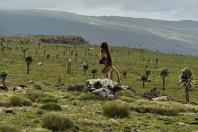 5-Day Northern Ethiopia Tour : 3D Simien Mountains Trek & Axum. - Cold nights, fitness, and what to ask before booking