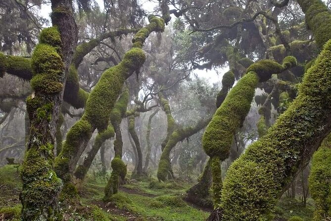 6 Days Bale Mountains Trekking - Key points to know before booking