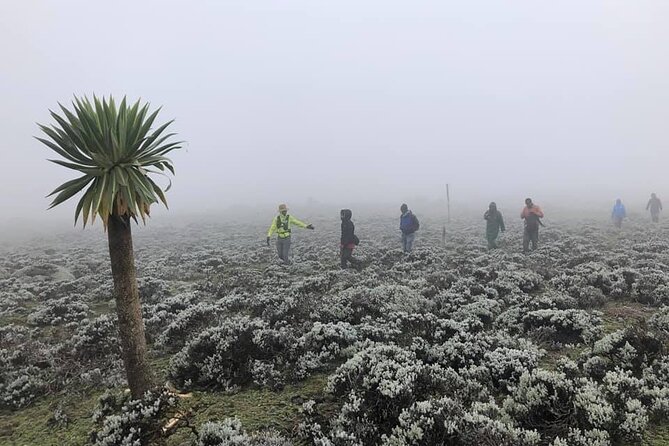 6 Days Bale Mountains Trekking - Day 2: An 18-kilometer walk to Sodota