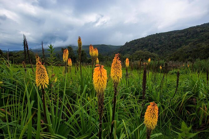 6 Days Bale Mountains Trekking - Day 5: From high country to Harenna Forest