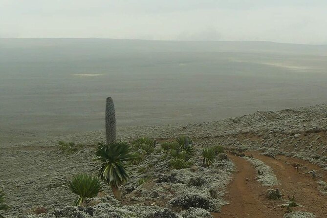 6 Days Bale Mountains Trekking - What the $488 price really covers