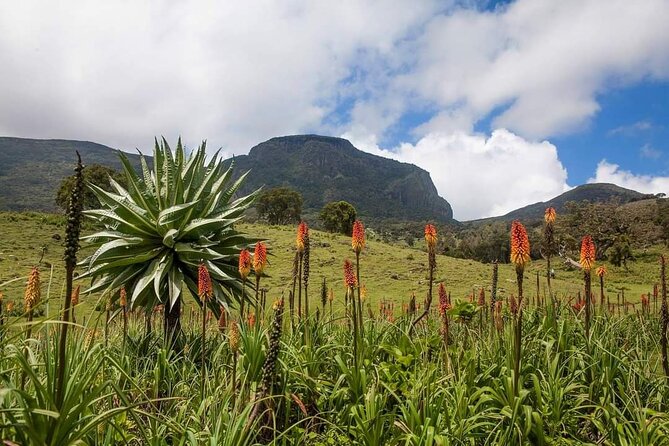 6 Days Bale Mountains Trekking - Day 1: Dinsho woodland and the first wildlife sightings