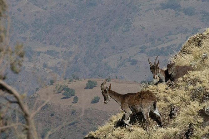 6 Days tour Package (Simien Mountains, Lalibela, and Danakil Depression) - Day 6: Salt mining, Dallol, and the flight home