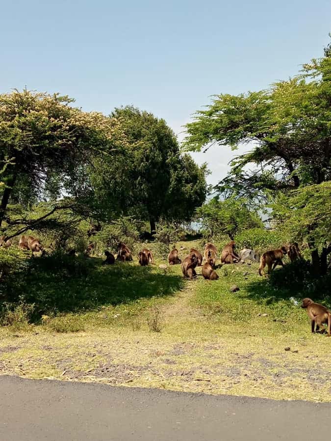 Addis Ababa: Debre Libanos, Blue Nile Gorge, and Cave Tour - Debre Libanos, a monastery with living religious traditions