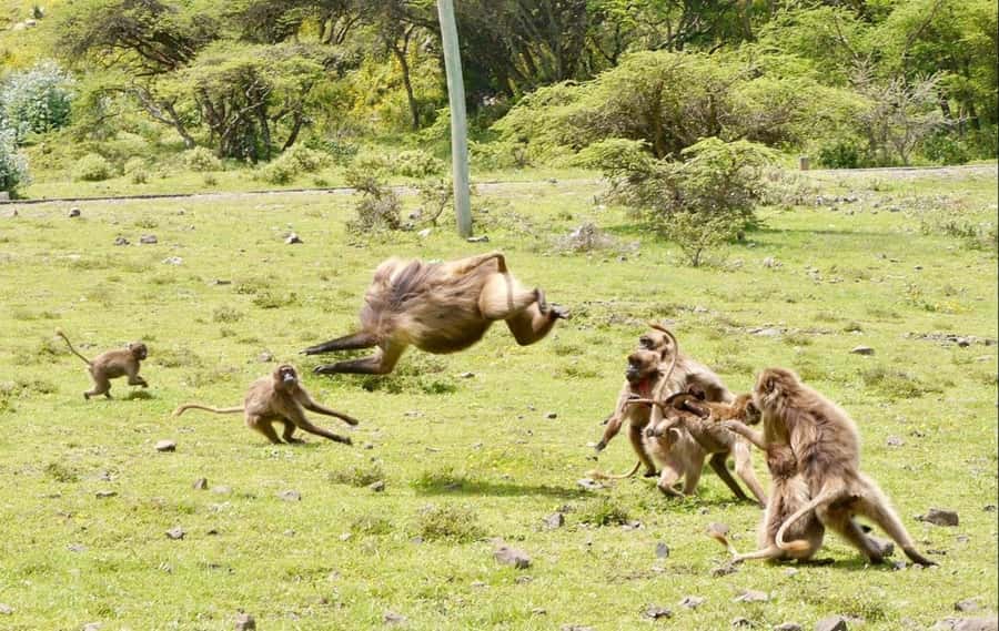 Addis Ababa: Debre Libanos, Blue Nile Gorge, and Cave Tour - Who should book this tour?