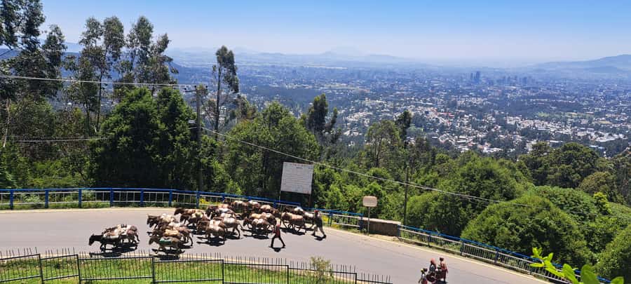 Addis Ababa Essentials: Flexible Full-Day City Sightseeing - Who should book this experience