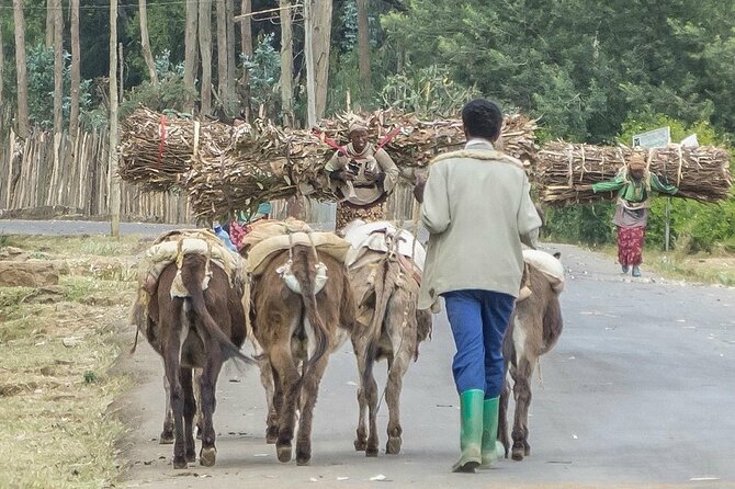 Addis Ababa +Mount Entoto View Point,Museums Palace Market Tours - Why this Addis Ababa route works well
