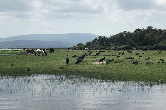 Addis City Tour & Crater Lakes excursions in Debreziet! - Mount Entoto trades city noise for high views