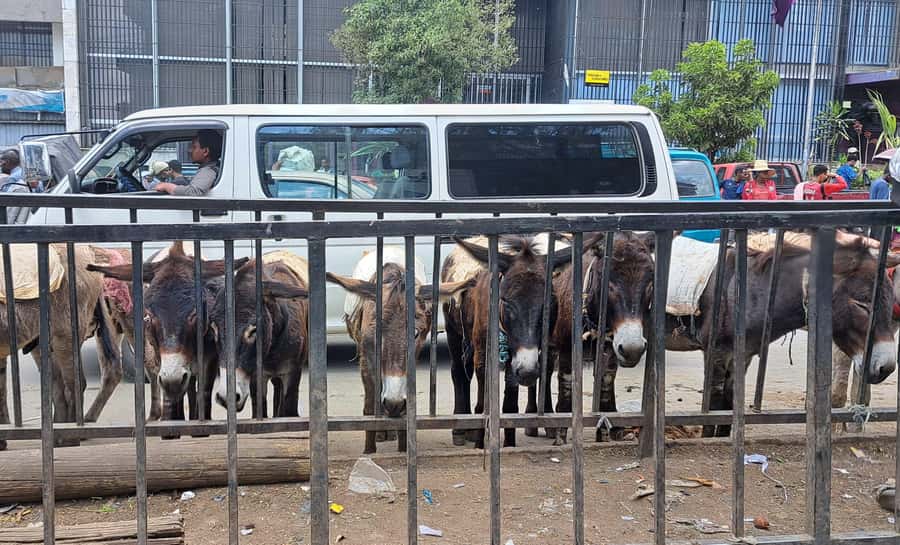 ADDISCOVERY: Addis Ababa Half-day Flexible City Discovery - Key points before you book
