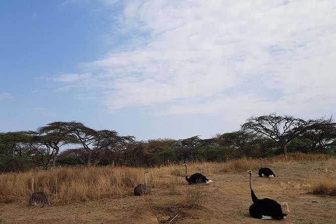 Arba Minch, Dorze Tribe, Konso, and Awasa Private 4 Days Tour from Addis Ababa - Day 3: Dorze homes and food in Chencha